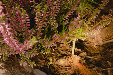 heather in the setting sun