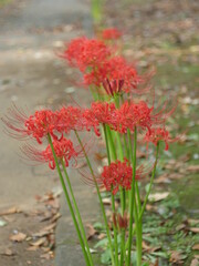 秋の花・曼珠沙華、野蒜