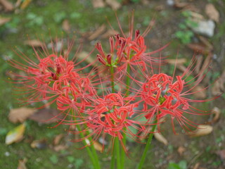 秋の花・曼珠沙華、野蒜