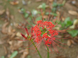 秋の花・曼珠沙華、野蒜