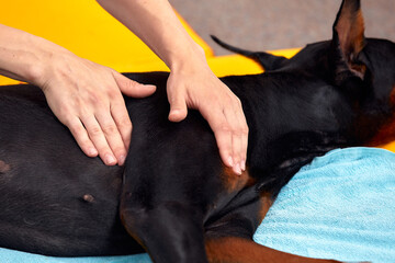 big dog lying on the floor and gets a massage on its thight