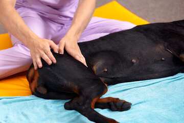 pet physical therapist make massage for big dog. Physiotherapy in veterinary clinic