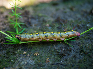 Obraz na płótnie Canvas Hawk moth caterpillar (Hyles gallii) eating the herb