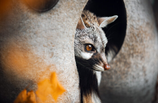 Rare exotic pet Gennet peeking out of its enclosure