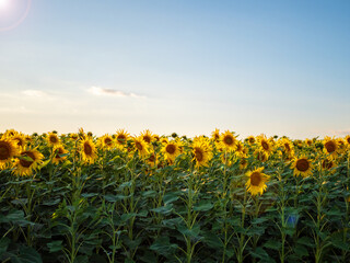 Sunflower field and blue sky at sunset