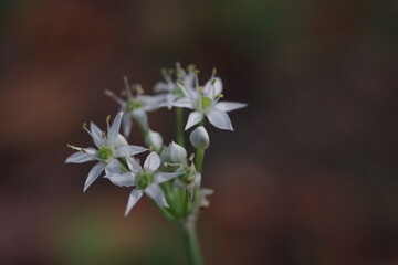 秋の花・曼珠沙華、野蒜