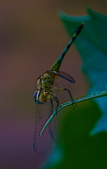 dragonfly wings reflection in sun