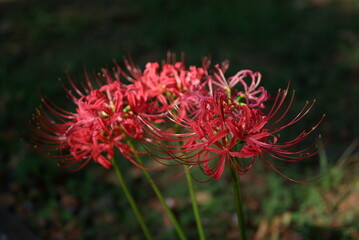 秋の花・曼珠沙華、野蒜