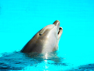 dolphin in the water