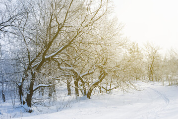 winter snowbound forest in light of sun