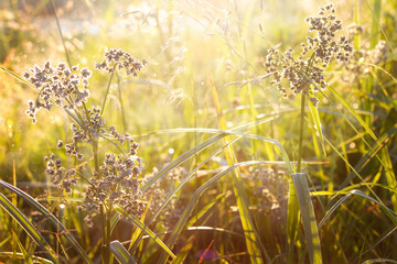 Selective focus on some herbs in the rays of a very bright rising sun. swamp summer grasses at dawn, sunset.Scirpus sylvaticus © Марина Мартинез
