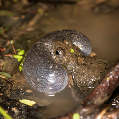 frog in the pond singing