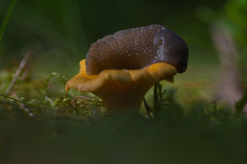 Giant snail taking a nap on chanterelle fungi in a forest.