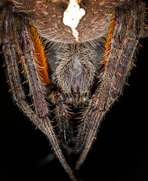 aranae spider 