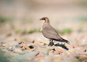 collared pratincole (Glareola pratincola) sitting in a stone in a typical biotope. Unique wild nature, bird life.
