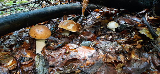 White mushrooms in the autumn forest