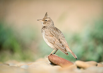 Crested Lark (Galerida cristata) sitting in a stone with a green background. Unique wild nature, bird life.