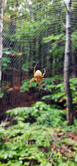 Spider in the autumn forest