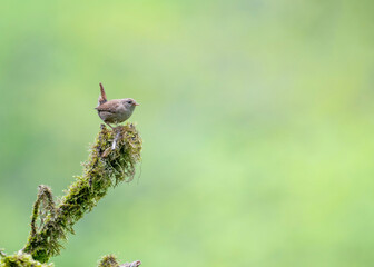 Eurasian wren (Troglodytes troglodytes) in a typical biotope with a wonderful background of...