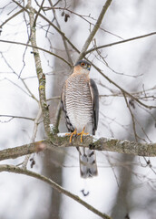 Eurasian sparrowhawk (Accipiter nisus) is a small bird of prey in the family Accipitridae. Male Eurasian sparrowhawk in the natural environment in winter.
