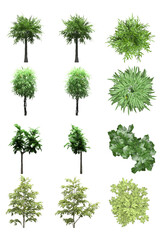 Pack of PNG vegetation. +6K. Tropical Bushes. Made from 3D model for compositing