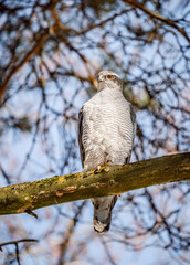 Accipiter gentilis, perched on a branch in a snowy forest. Majestic predator in wild nature. northern goshawk (Accipiter gentilis) is a species of medium-large raptor in the family Accipitridae.