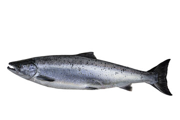 Salmon isolated, cut out