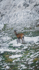 Chamois up in the mountains looking at the photographer 