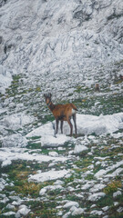 Obraz premium Chamois up in the mountains looking at the photographer 