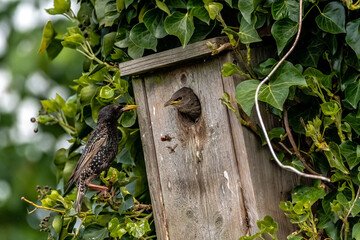 Babystarling loosing its food