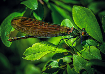 close up of a dragonfly