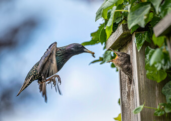 Starling feeding babystarling