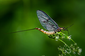 Large mayfly sitting on green leaf