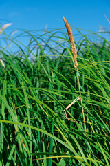 Long green leaves of sedge grass.