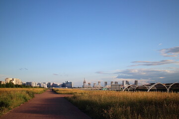 tall grass on the outskirts of the city in a pedestrian zone