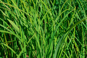 Long green leaves of sedge grass.