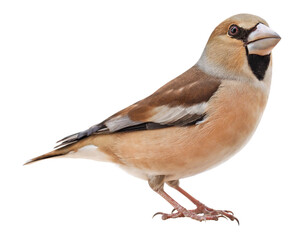 Female Hawfinch (Coccothraustes coccothraustes), isolated on transparent background