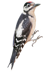 Young Great Spotted Woodpecker (Dendrocopos major), PNG, isolated on transparent background