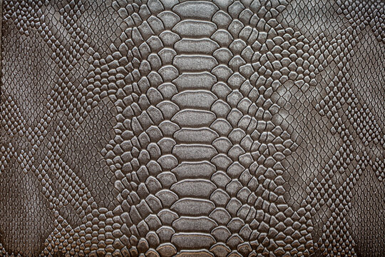 Beautiful dark gray python skin, reptile skin texture, snake skin close-up as a background.