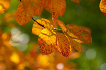 Fototapeta na wymiar amelanchier lamarckii shadbush colorful autumnal shrub branches full of beautiful red orange yellow leaves