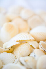 background photo of white shells on a blurry background.