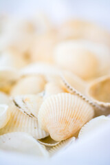 Fototapeta na wymiar background photo of white shells on a blurry background.