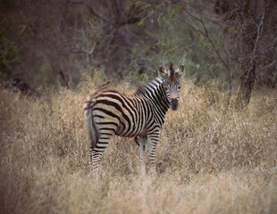Fototapeta na wymiar Juvenile Zebra