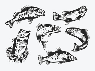 Fish vector illustration bundle set graphic.