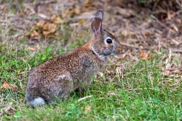 A Cottontail Rabbit In The Field