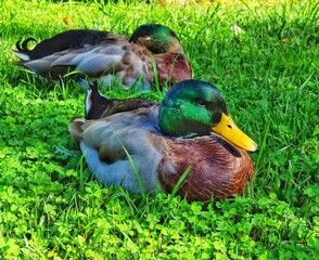 duck in the park