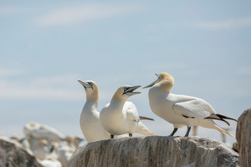 Northern gannet at Saltee Island, Ireland