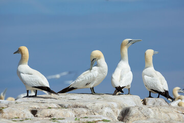 Northern gannet at Saltee Island, Ireland