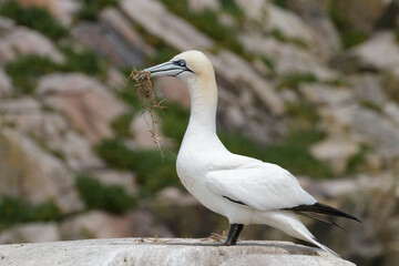 Northern gannet at Saltee Island, Ireland