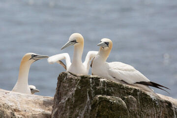 Northern gannet at Saltee Island, Ireland